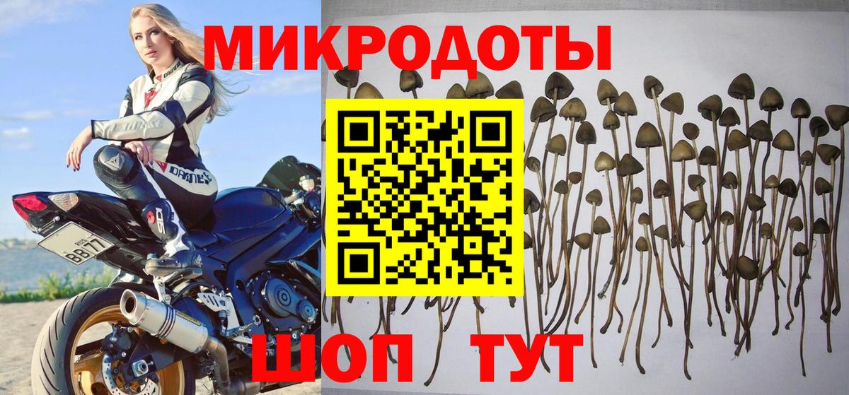 Галлюциногенные грибы Psilocybine cubensis Краснокамск